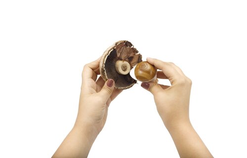 Mushroom Brush 2-in-1 Grn