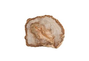 Presentation Board Petrified Wood  12"