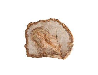 Presentation Board Petrified Wood  12"