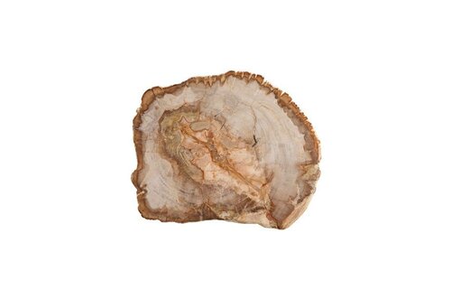 Presentation Board Petrified Wood  12"