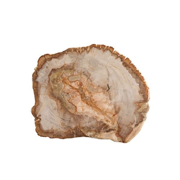 Presentation Board Petrified Wood  12"