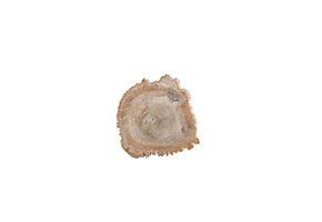 Presentation Board Petrified Wood  8 - 10"