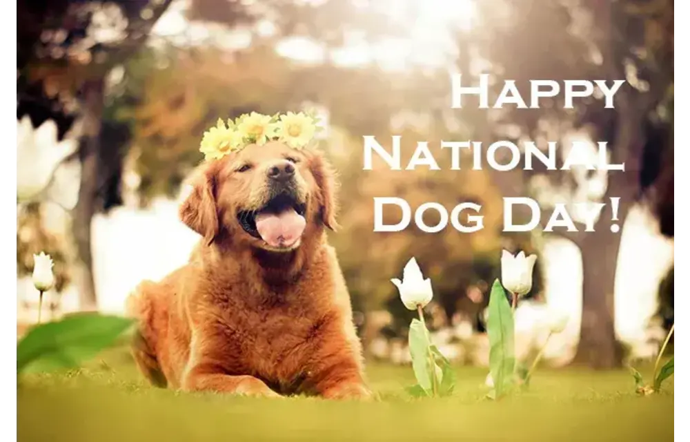 08/26/25 National Dog day class: homemade dog biscuits and dog tags! 6:00pm