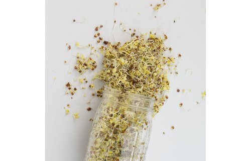 Deli Sandwich Sprouting Seed Blend