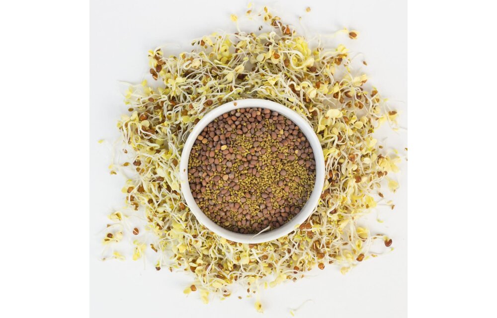 Deli Sandwich Sprouting Seed Blend