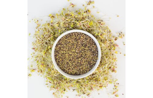Sweet Greens Sprouting Seed Blend