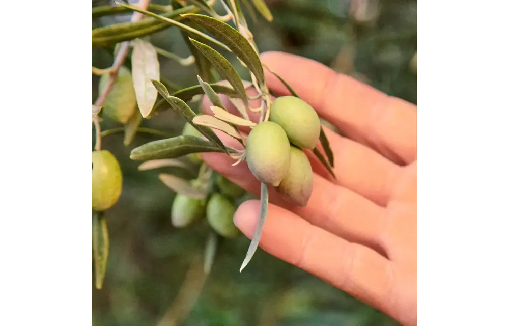 Drizzle Olive Oil 500ml