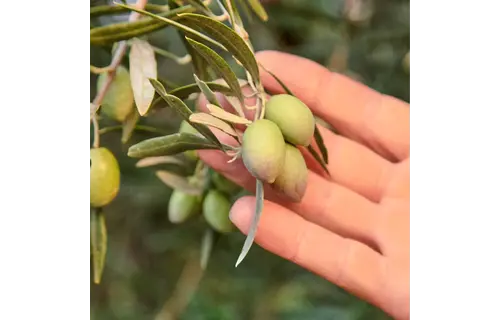 Drizzle Olive Oil 500ml