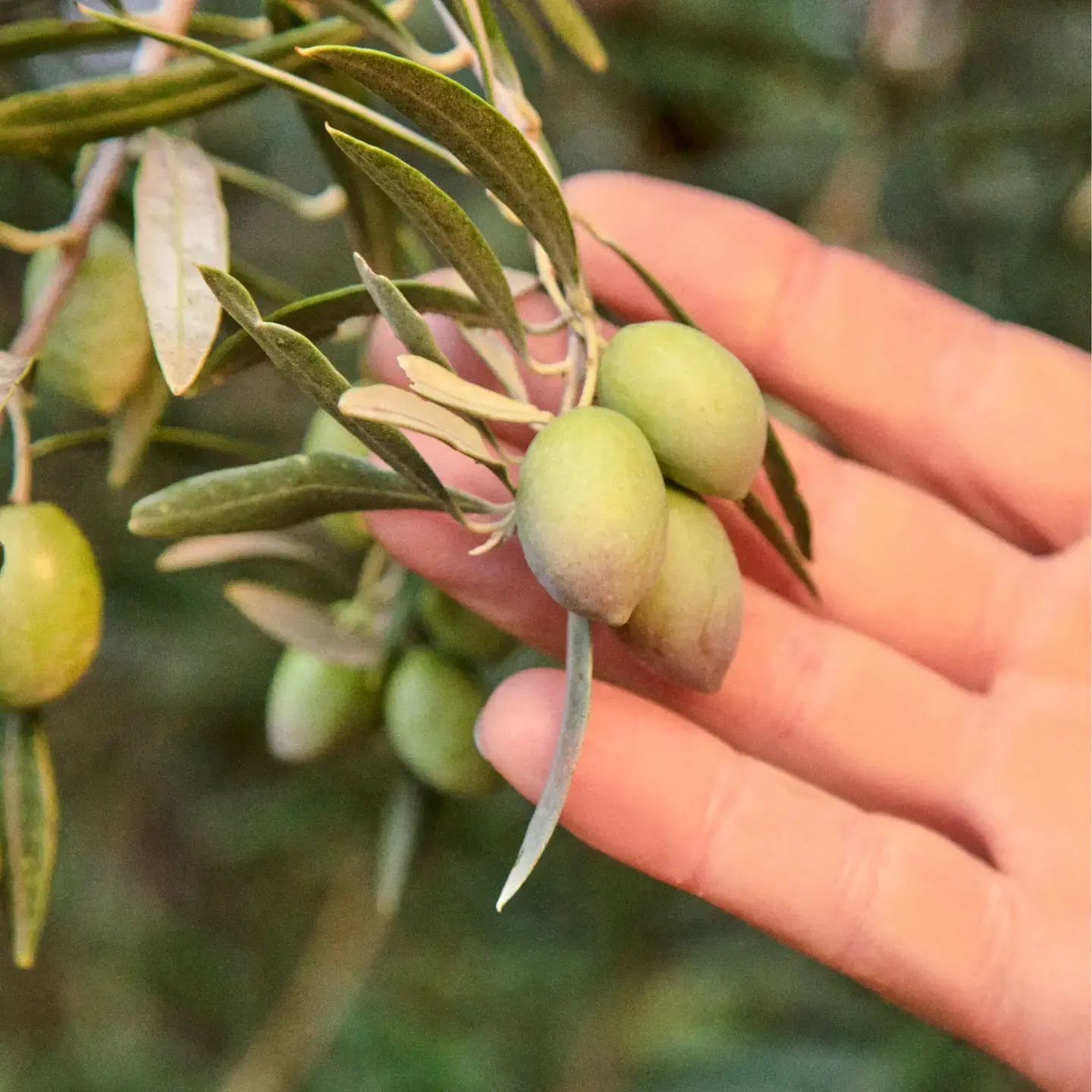 Drizzle Olive Oil 500ml