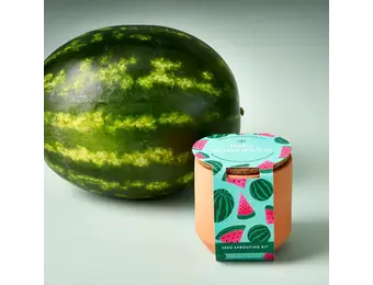 Baby Watermelon Tiny Terracotta Garden Kit