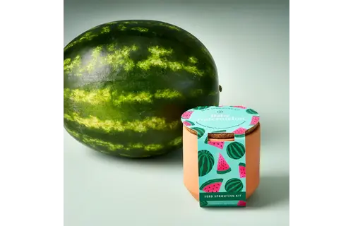 Baby Watermelon Tiny Terracotta Garden Kit