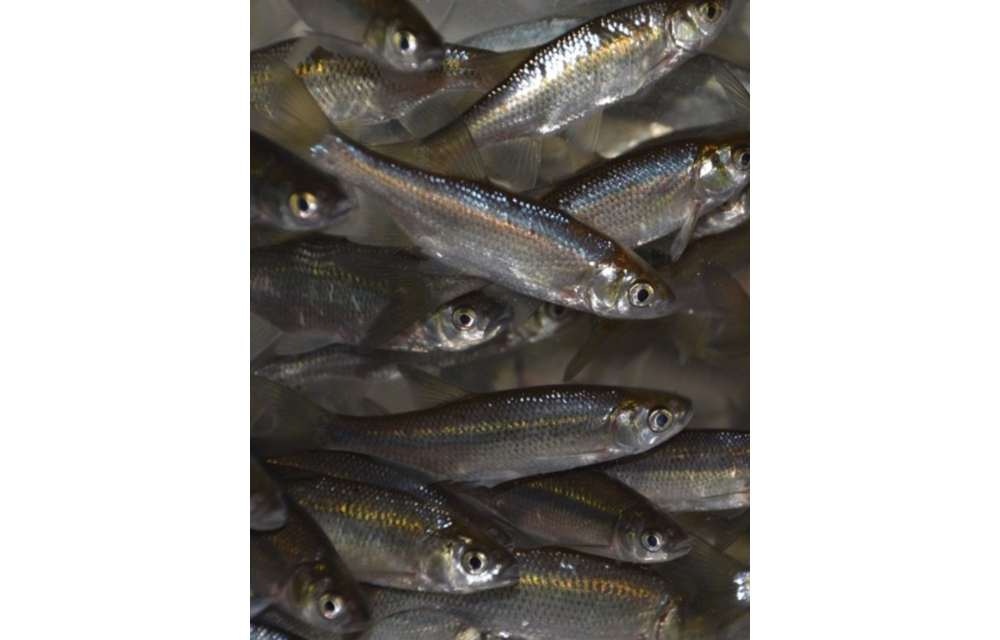 Live Shiners 20 Count