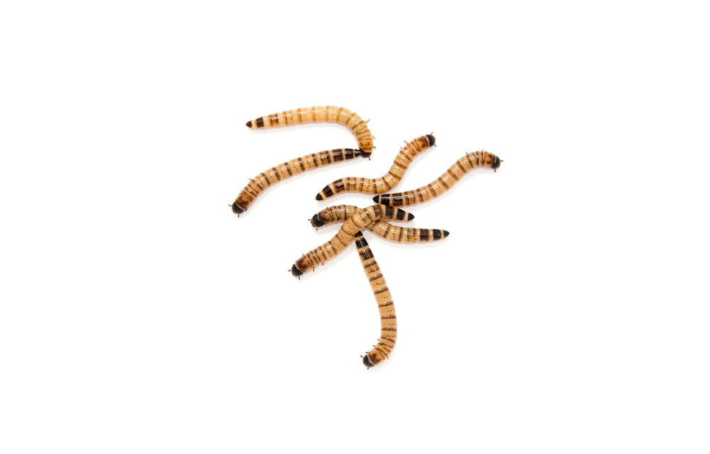 Live Super Worms 25pk