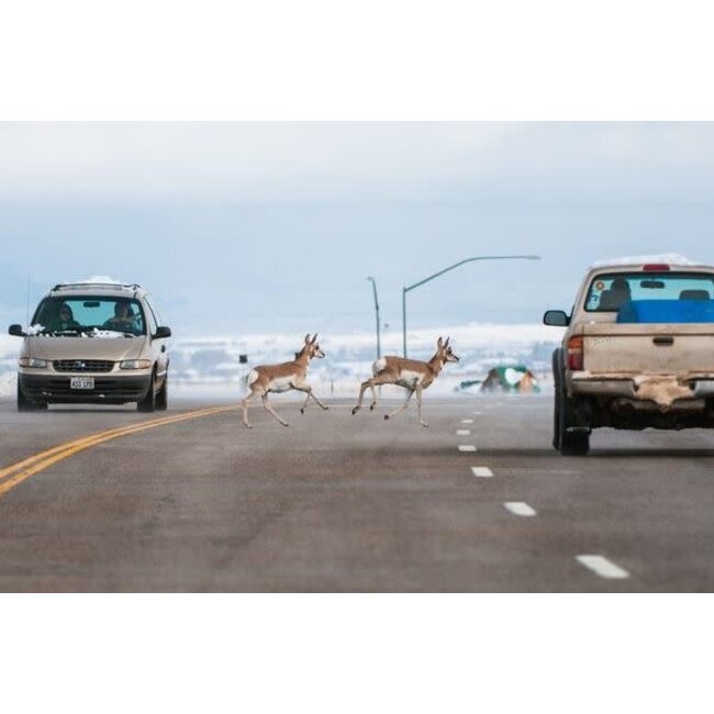 Mountaineers Books Yellowstone Migrations