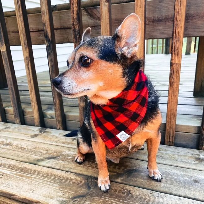 Camp Hound Dog Bandana