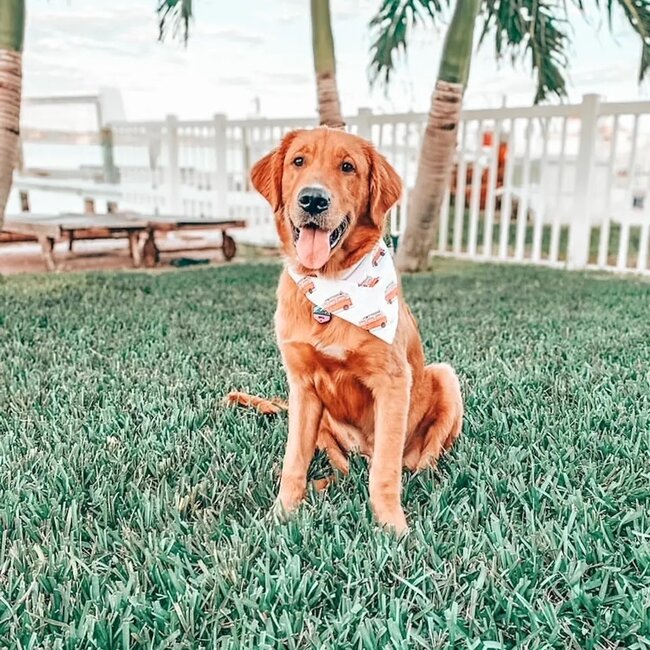 Camp Hound Dog Bandana