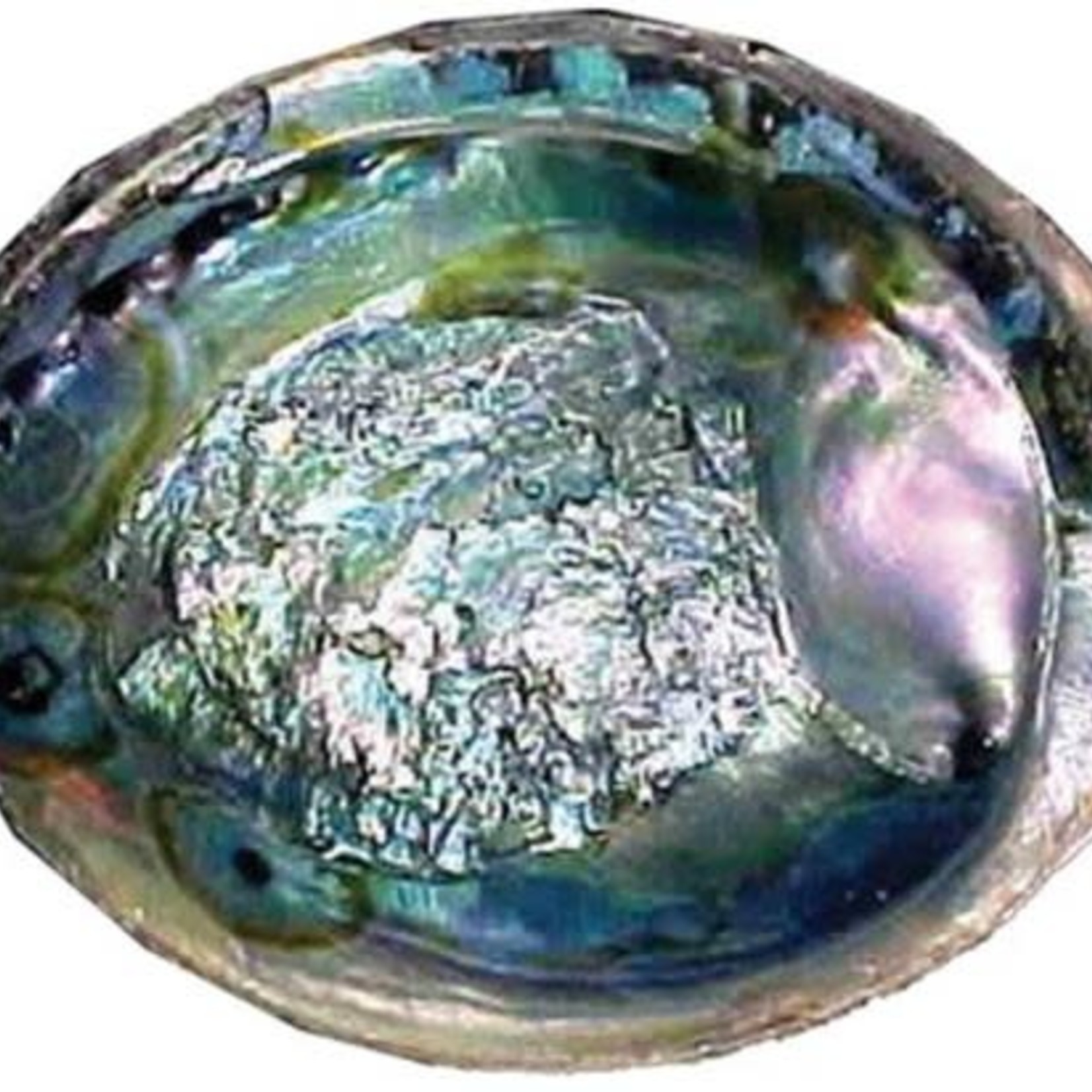 Abalone Shell Large 5"- 6"