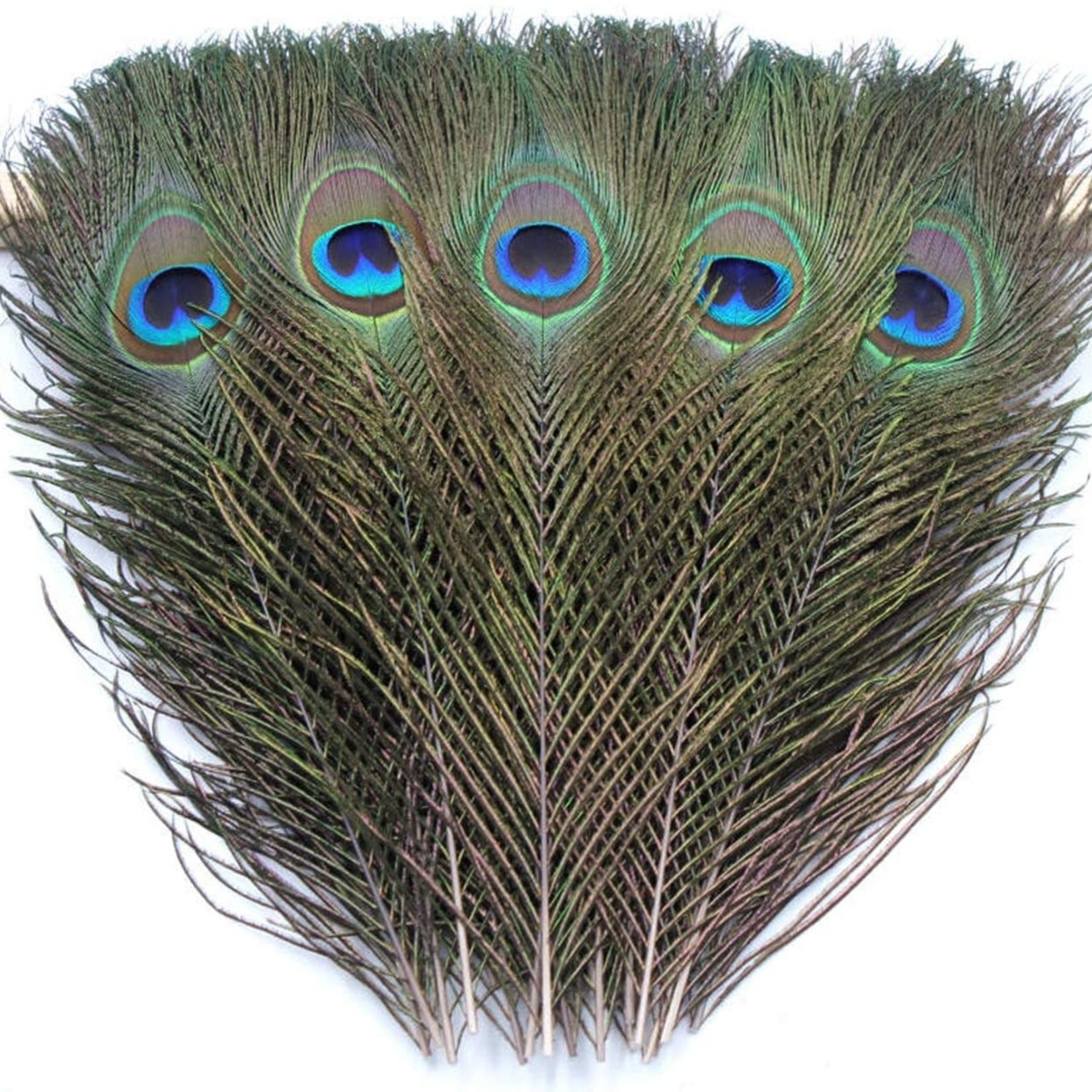 Peacock Feather (Small)