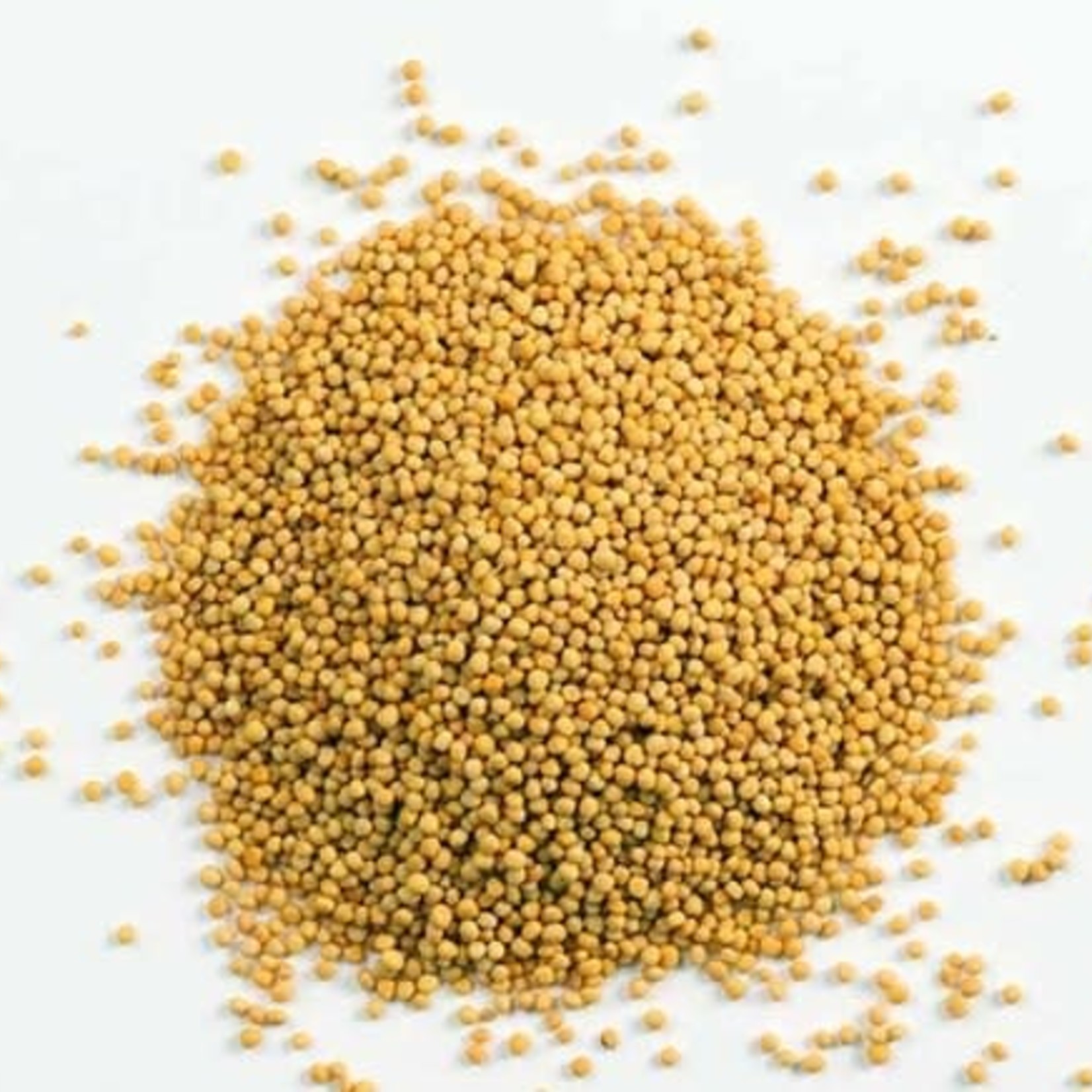 Yellow Mustard Seed