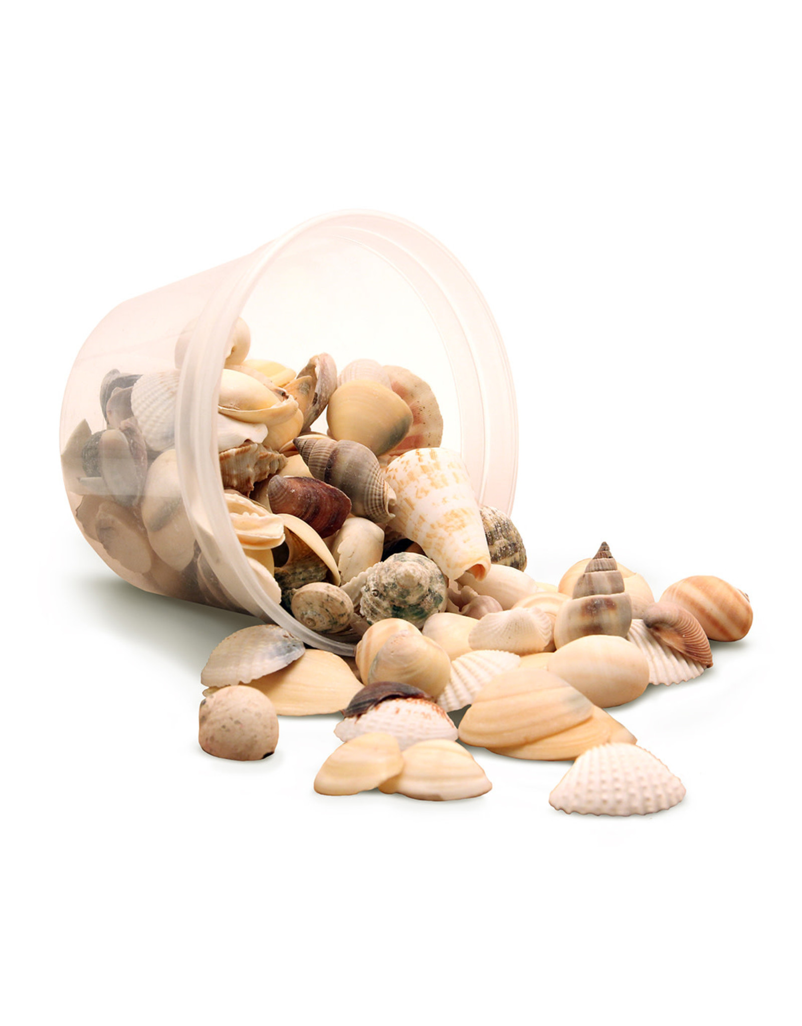 SEA SHELLS - 5OZ - NATURAL MIX
