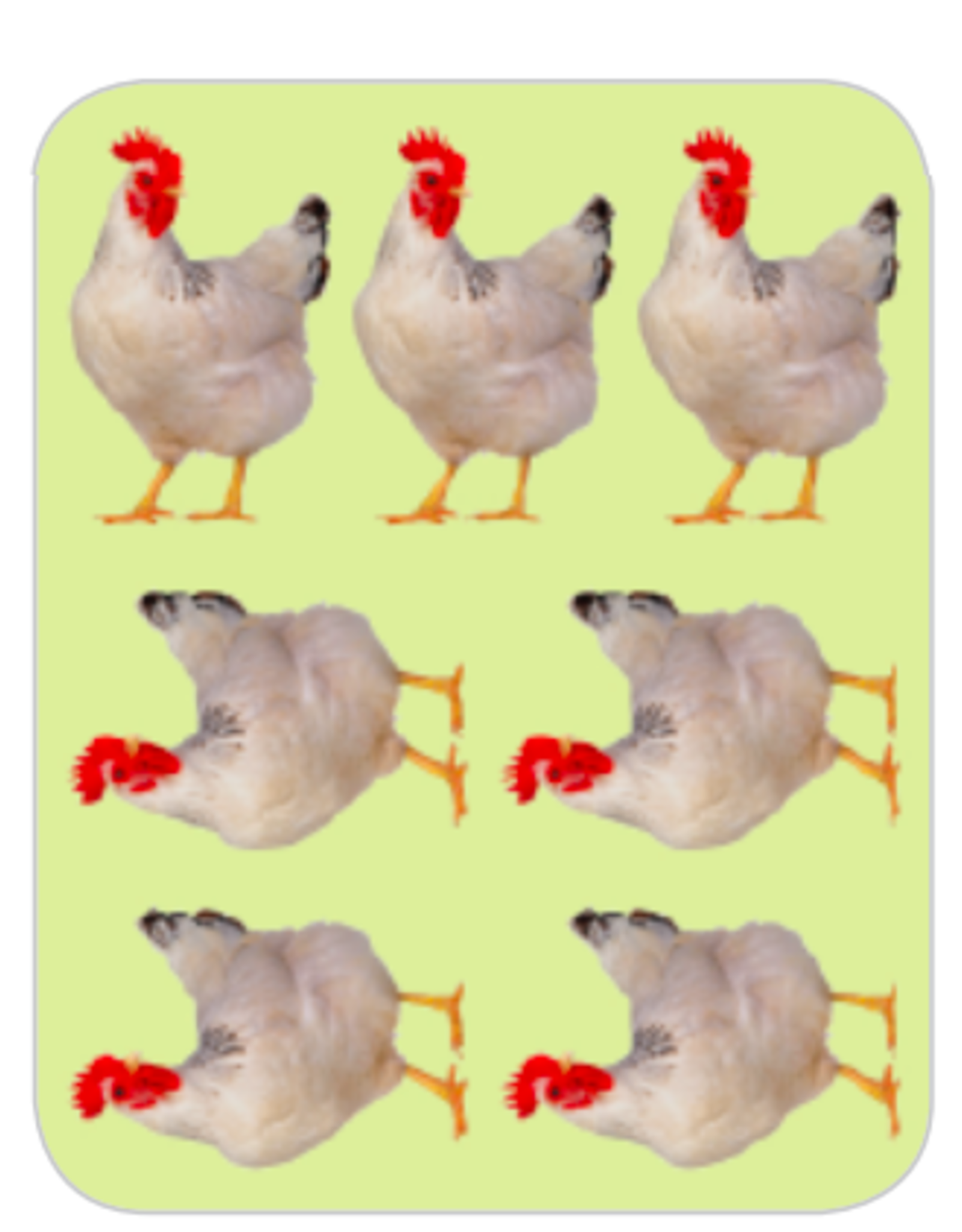 RANENU STICKER: CHICKENS - 6 SHEETS