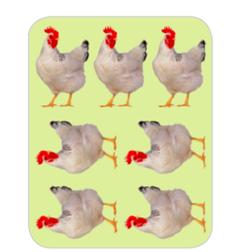 RANENU STICKER: CHICKENS - 6 SHEETS