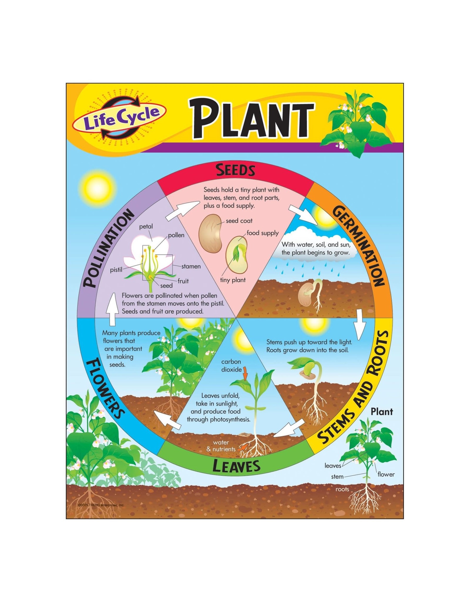 CHART: PLANT