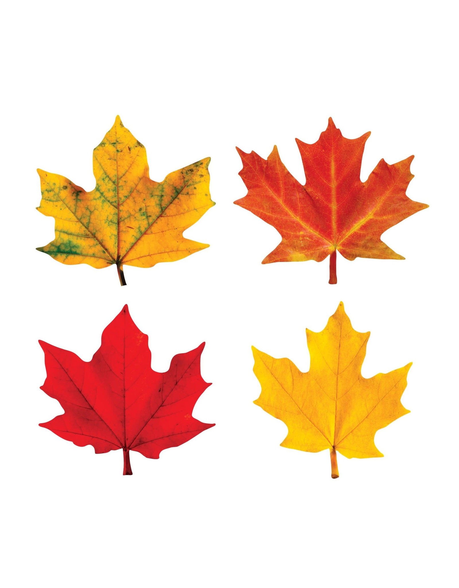 MINI ACCENTS CUT OUTS: MAPLE LEAVES 3" - 36 PACK