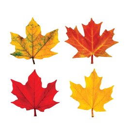 MINI ACCENTS CUT OUTS: MAPLE LEAVES 3" - 36 PACK