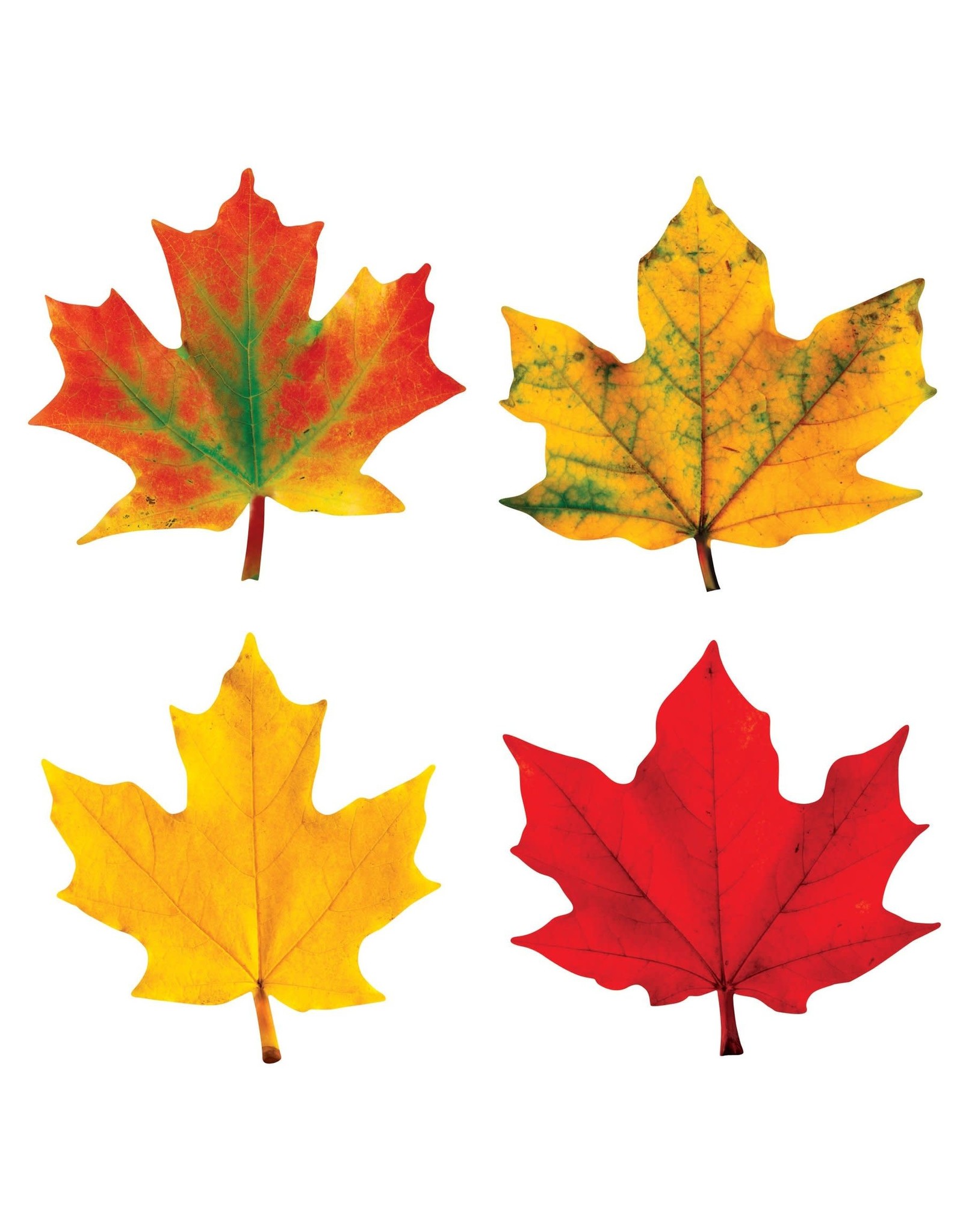 CLASSIC ACCENTS: MAPLE LEAVES