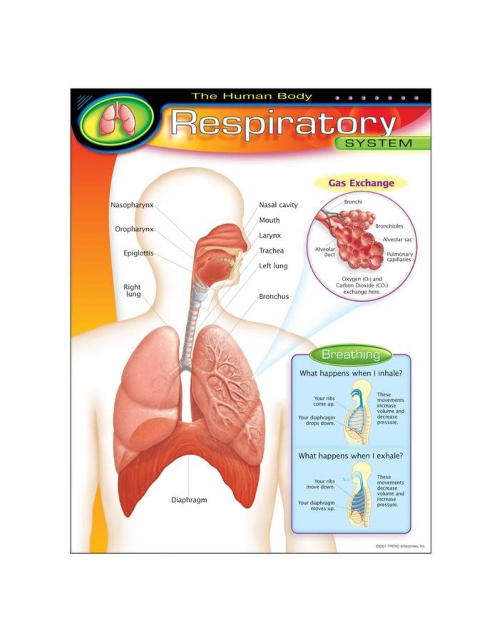 CHART: RESPIRATORY SYSTEM 17"X22"