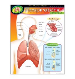 CHART: RESPIRATORY SYSTEM 17"X22"