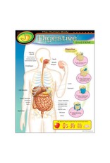 THE HUMAN BODY: DIGESTIVE SYSTEM 17"X22"