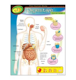 THE HUMAN BODY: DIGESTIVE SYSTEM 17"X22"