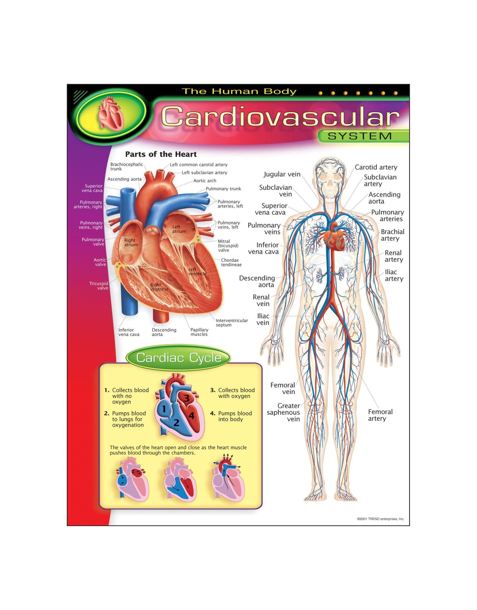 POSTER: CARDIOVASCULAR SYSTEM 17"X22"