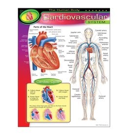 POSTER: CARDIOVASCULAR SYSTEM 17"X22"