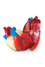 CROSS SECTION MODEL HEART