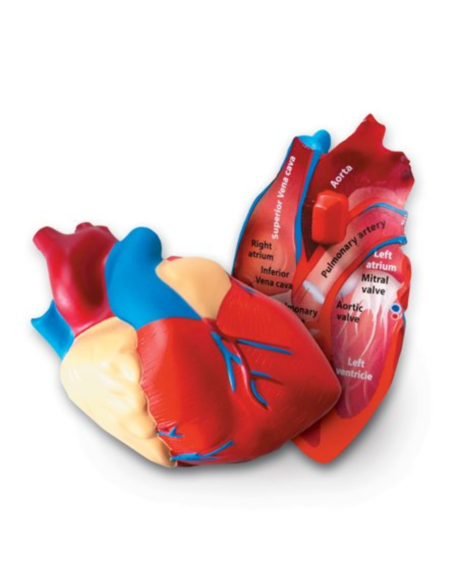 CROSS SECTION MODEL HEART