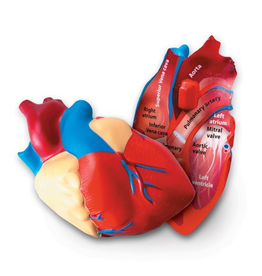 CROSS SECTION MODEL HEART