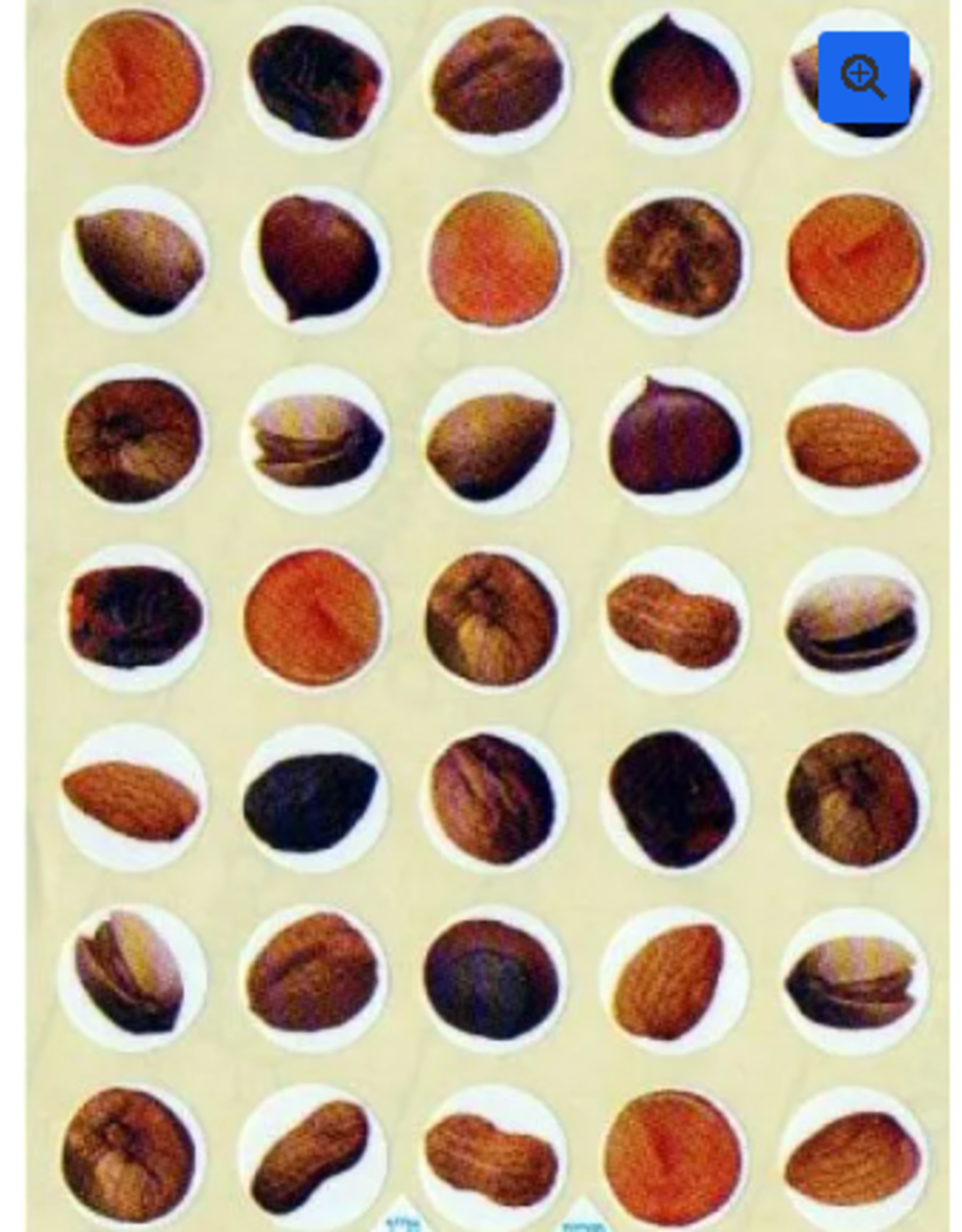 Sticker Dried Fruit