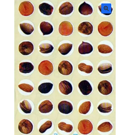Sticker Dried Fruit