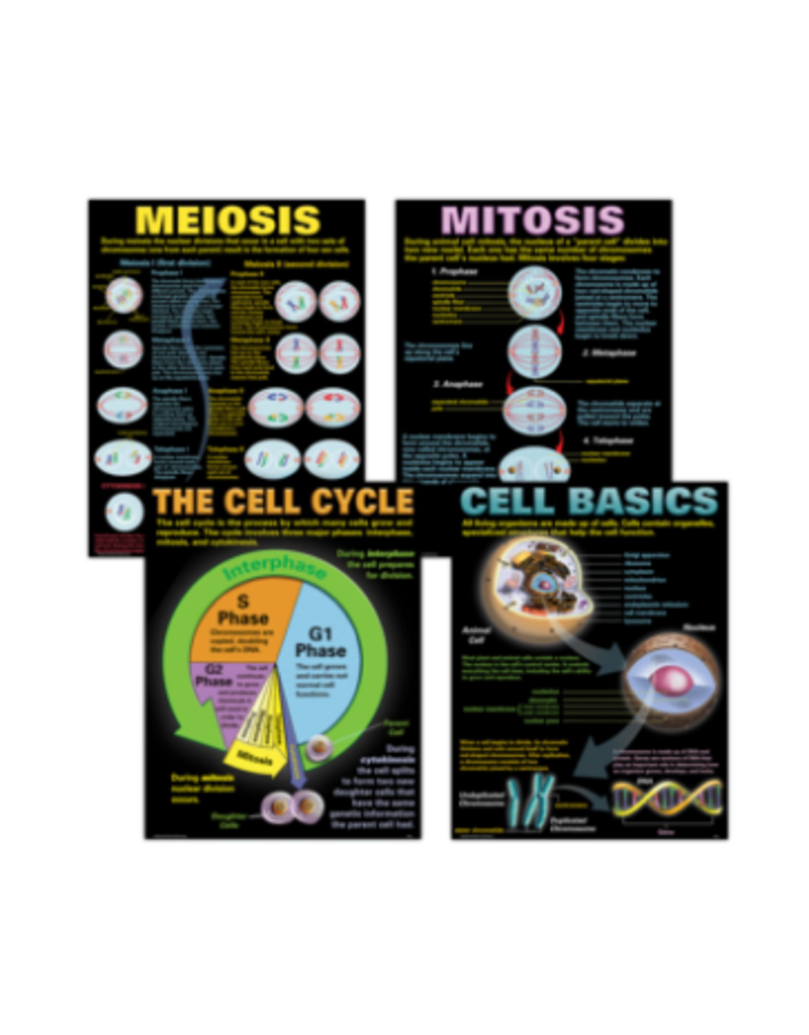 POSTER SET: CELLS