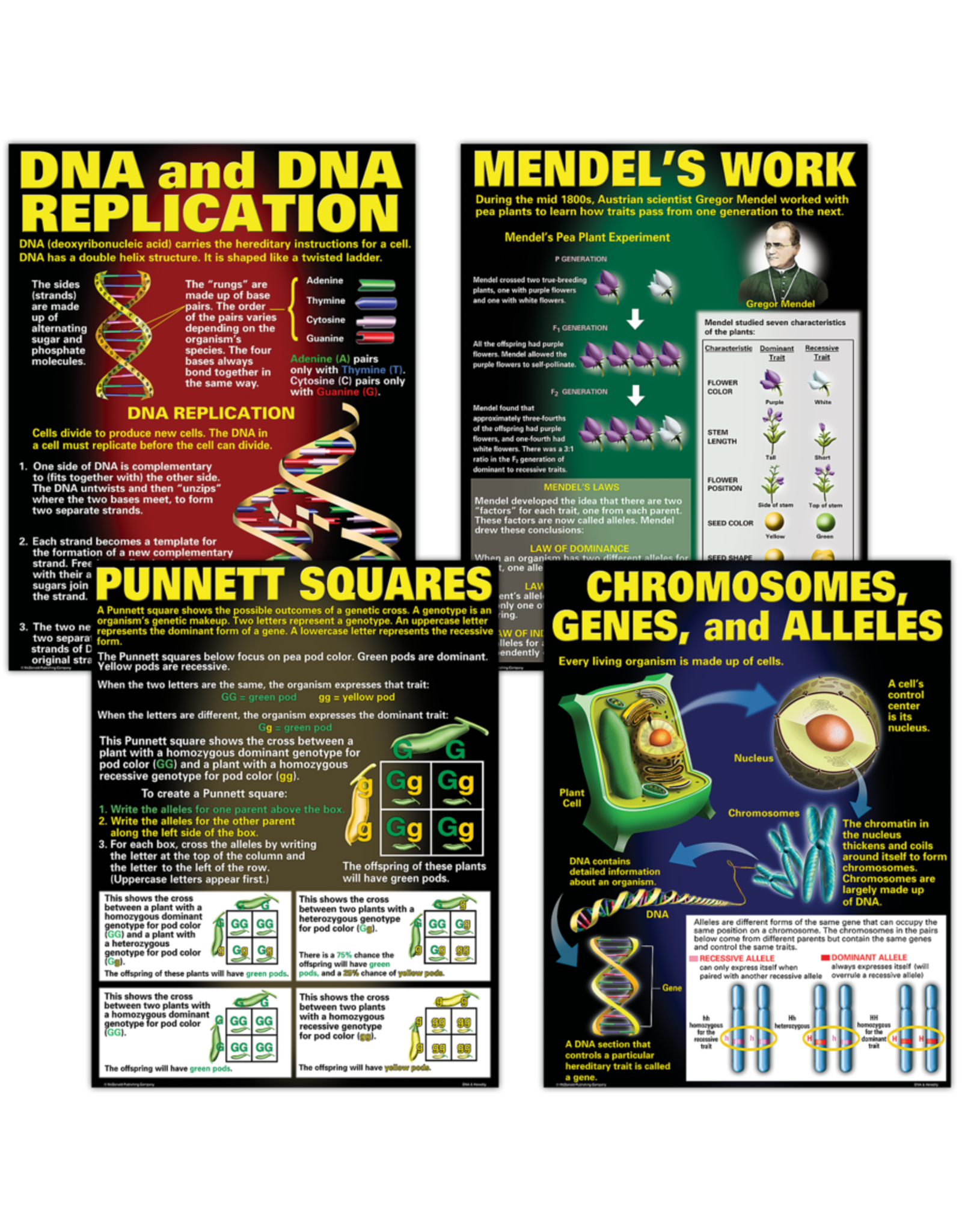 BULLETIN BOARD SET DNA & HEREDITY