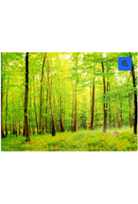 PICTURE OAK TAG FOREST BACKGROUND 22"X28"