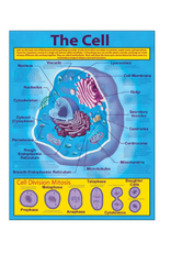 CHARTLET: THE CELL 17"X22"
