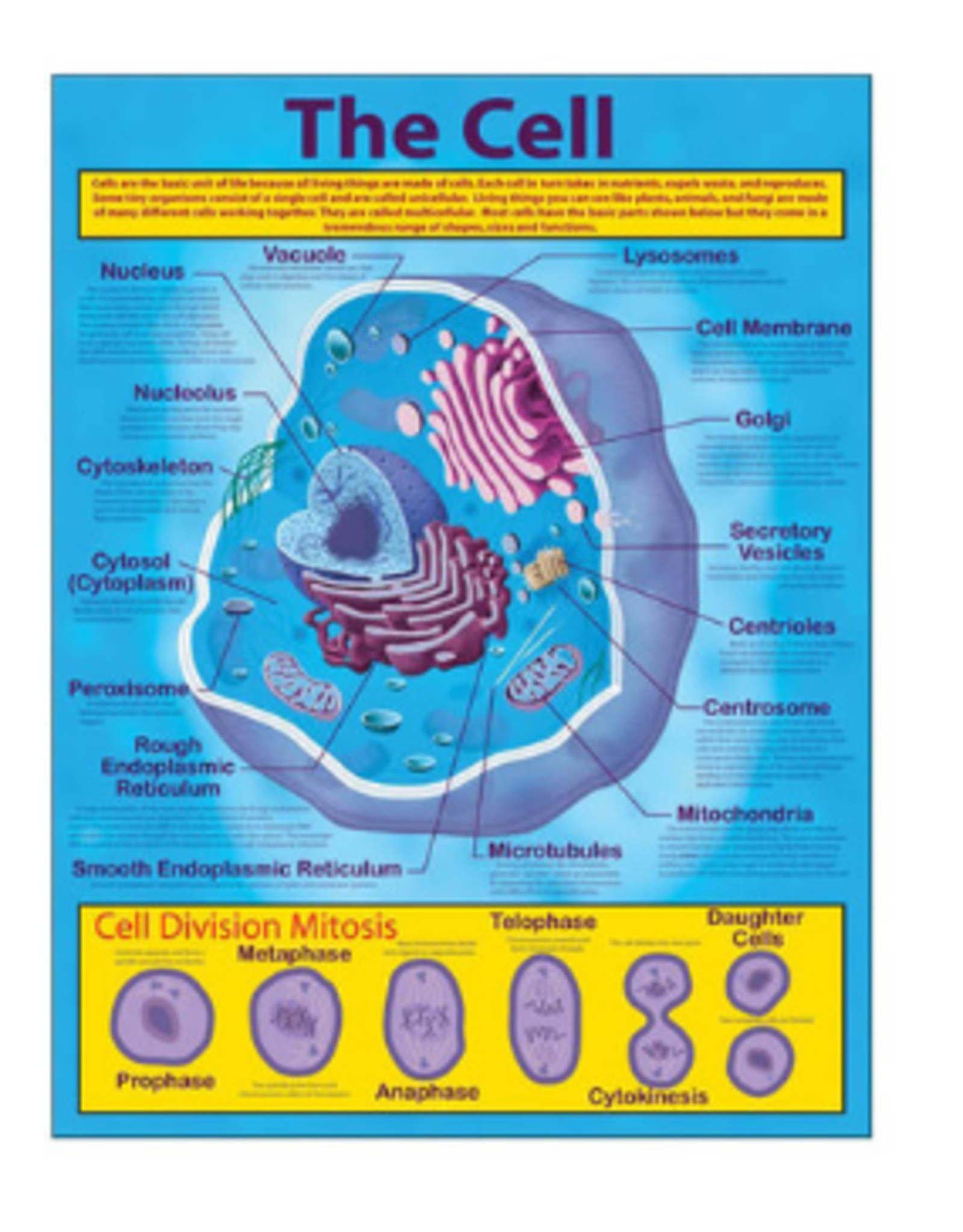CHARTLET: THE CELL 17"X22"