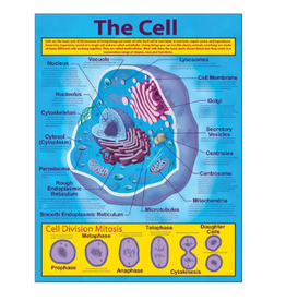 CHARTLET: THE CELL 17"X22"