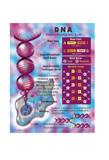 LEARNING CHART: DNA 17"X22"