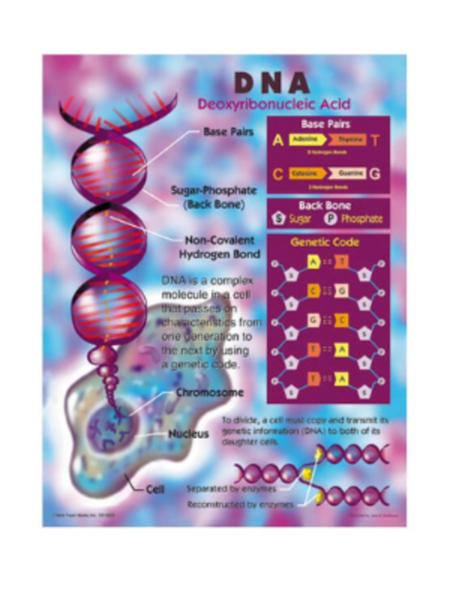 LEARNING CHART: DNA 17"X22"