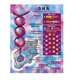 LEARNING CHART: DNA 17"X22"